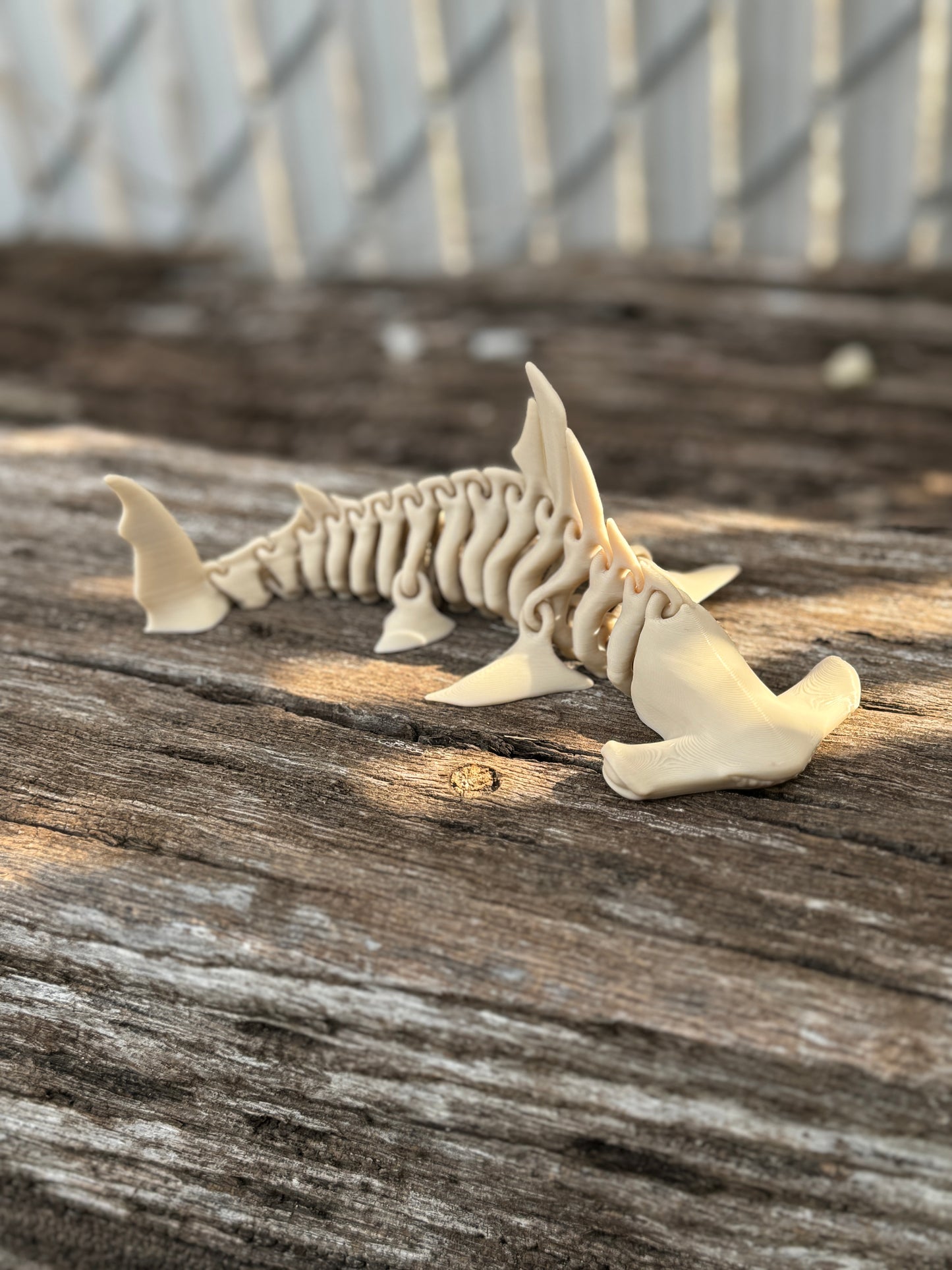 Skeleton hammerhead shark