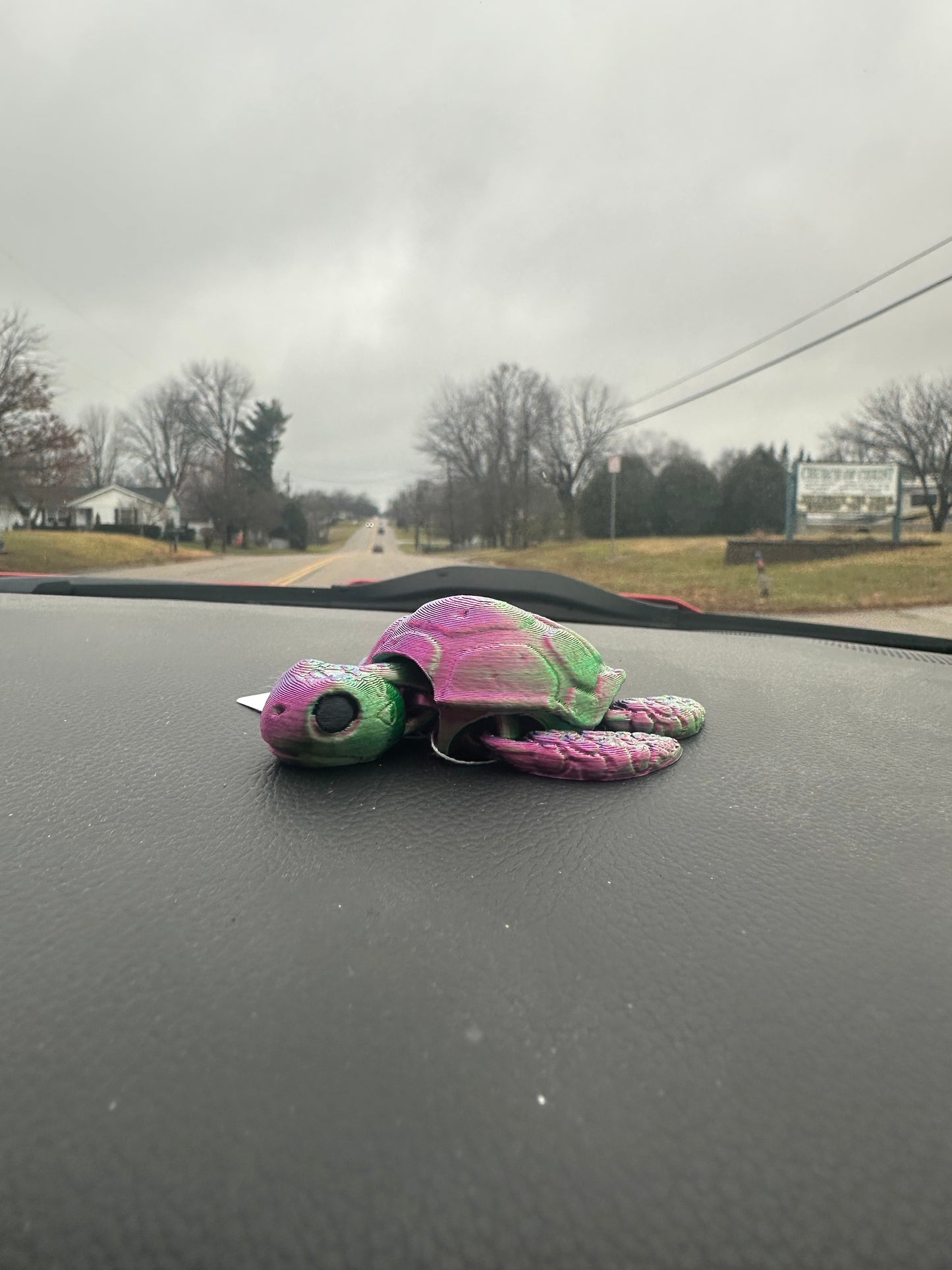 Sea Turtles