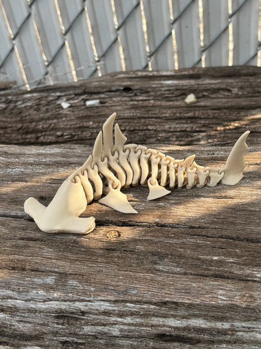Skeleton hammerhead shark